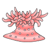 sea anemone