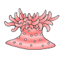 Sea Anemone Picture