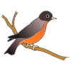 ROBIN REDBREAST