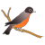 bird