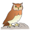 I see the owl.