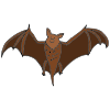 +Bat Picture