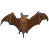 chauve-souris