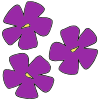 purple+pansies Picture