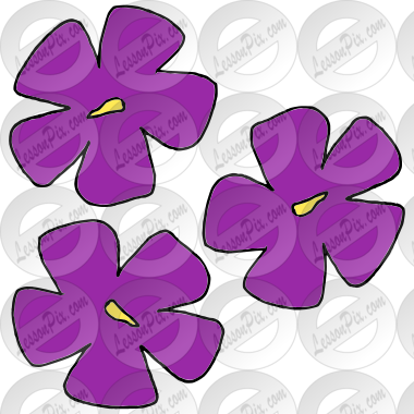 Violets Picture