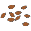 Where do you plant seeds?