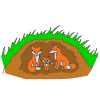 Foxes Picture