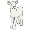a little lamb