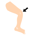 Knee Outline for Classroom / Therapy Use - Great Knee Clipart