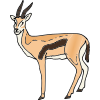 Gazelle Picture