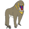 baboon Picture