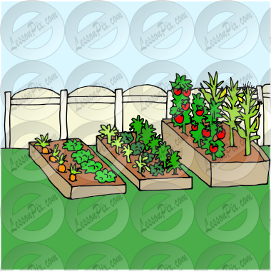 Vegetable Garden Picture