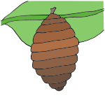 Cocoon Picture