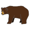 a bear