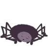 spider Picture