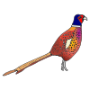 pheasant Picture