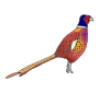 Pheasant Picture