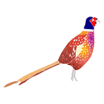 Pheasant Stencil