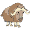 Musk Ox
Musk oxen can weigh up to 400 kilos each.