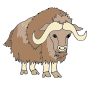 Musk Ox Picture