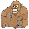 orangutan Picture