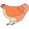 Chicken Picture