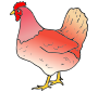 Red Hen  Picture