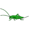 grasshopper Picture