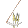 harvest wheat Picture