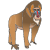 Baboon