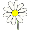 white+daisy Picture