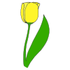 Tulipe Picture