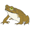 Toads Picture