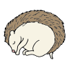 Hibernating Hedgehog