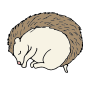 Hibernating Hedgehog Picture