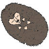 Sleeping Hedgehog Picture