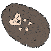 Sleeping Hedgehog