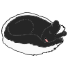 Hibernating Skunk