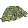 Hibernating Turtle