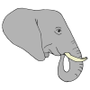 elephant Picture