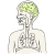 brain
