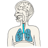 Lungs-organs+that+fill+with+air+when+you+breathe+in Picture