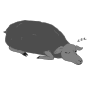 Sleepy Sheep