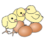 Baby Chickens