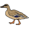 A Duck lives in the swamp.