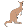 a+kangaroo Picture