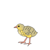 poult