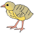poult