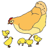 Where is the hen and her chicks?