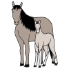 SEE THE PONIES GALLOPING